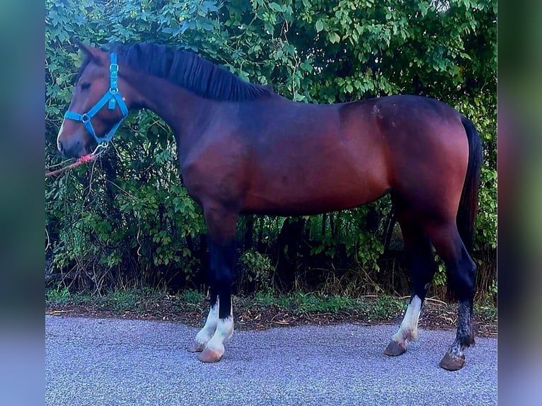 Más ponis/caballos pequeños Yegua 4 años 144 cm in Deggendorf