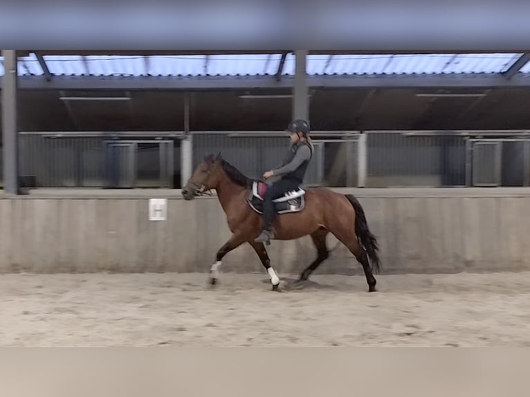 Más ponis/caballos pequeños Yegua 4 años 145 cm Castaño in Klundert