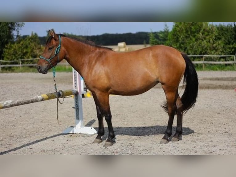 Más ponis/caballos pequeños Yegua 4 años 145 cm Castaño in Rajka