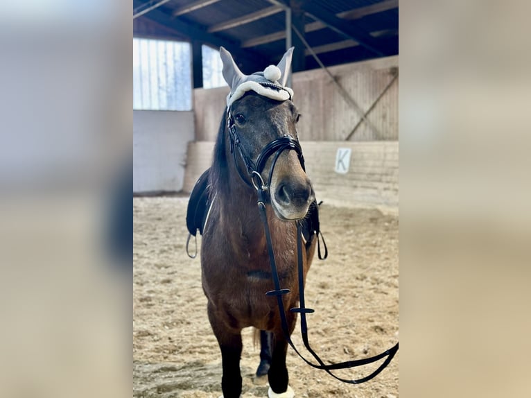 Más ponis/caballos pequeños Yegua 4 años 148 cm Castaño oscuro in Pelmberg 15