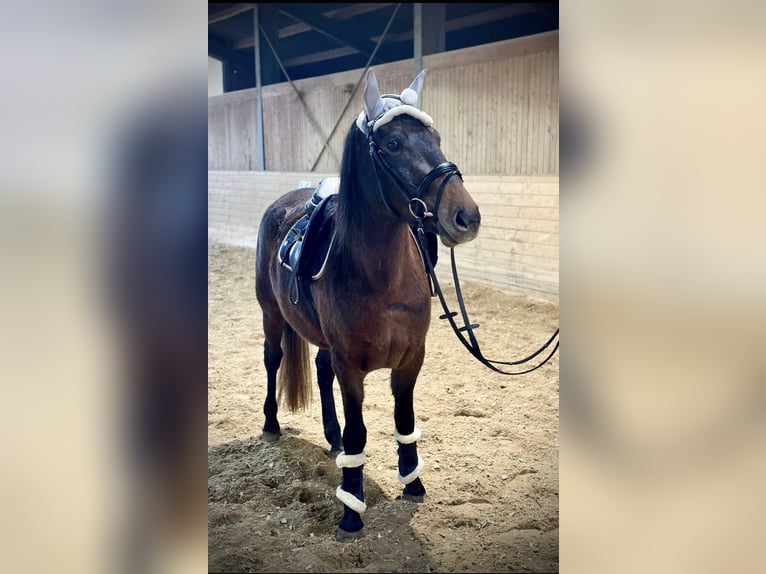 Más ponis/caballos pequeños Yegua 4 años 148 cm Castaño oscuro in Pelmberg 15