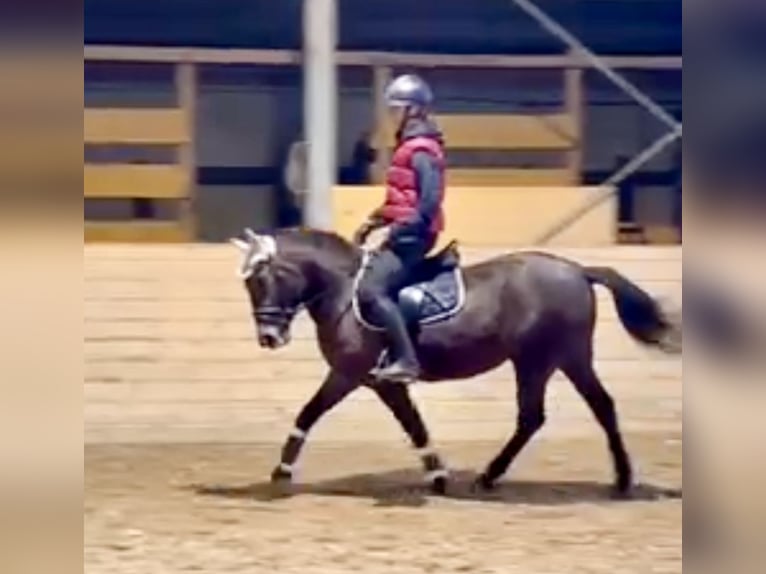 Más ponis/caballos pequeños Yegua 4 años 148 cm Castaño oscuro in Pelmberg 15