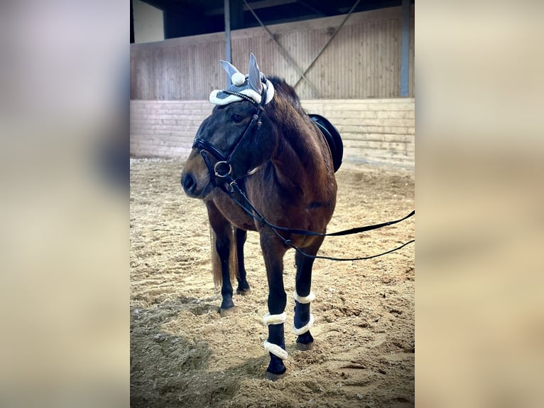 Más ponis/caballos pequeños Yegua 4 años 148 cm Castaño oscuro in Pelmberg 15