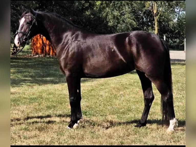 Más ponis/caballos pequeños Yegua 4 años 148 cm Negro in Borod