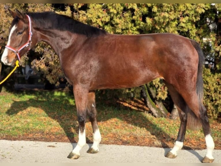 Más ponis/caballos pequeños Yegua 4 años 150 cm in Deggendorf