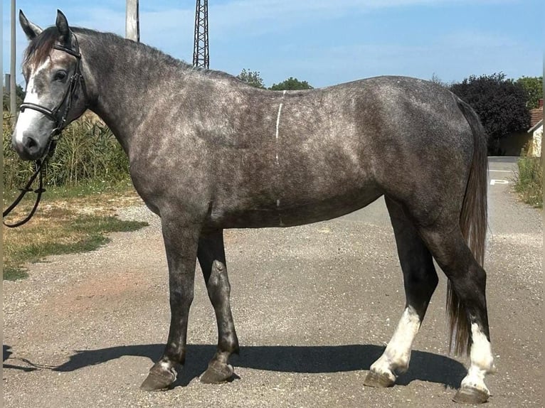 Más ponis/caballos pequeños Yegua 4 años 150 cm in Deggendorf