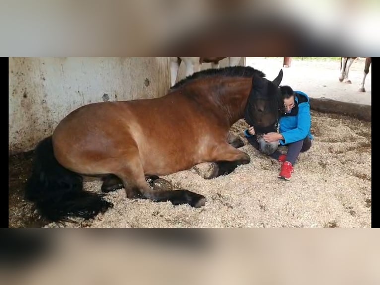 Más ponis/caballos pequeños Mestizo Yegua 4 años 150 cm Castaño oscuro in Rot an der Rot