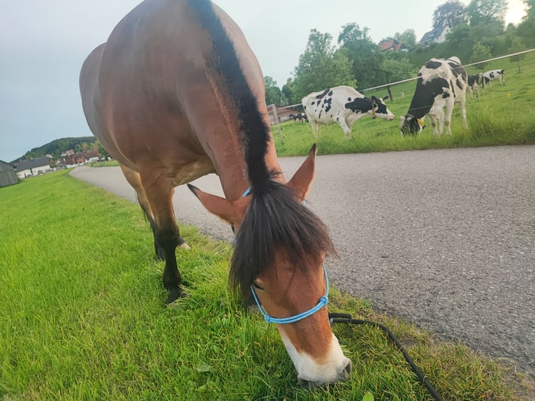 Más ponis/caballos pequeños Mestizo Yegua 4 años 150 cm Castaño oscuro in Rot an der Rot