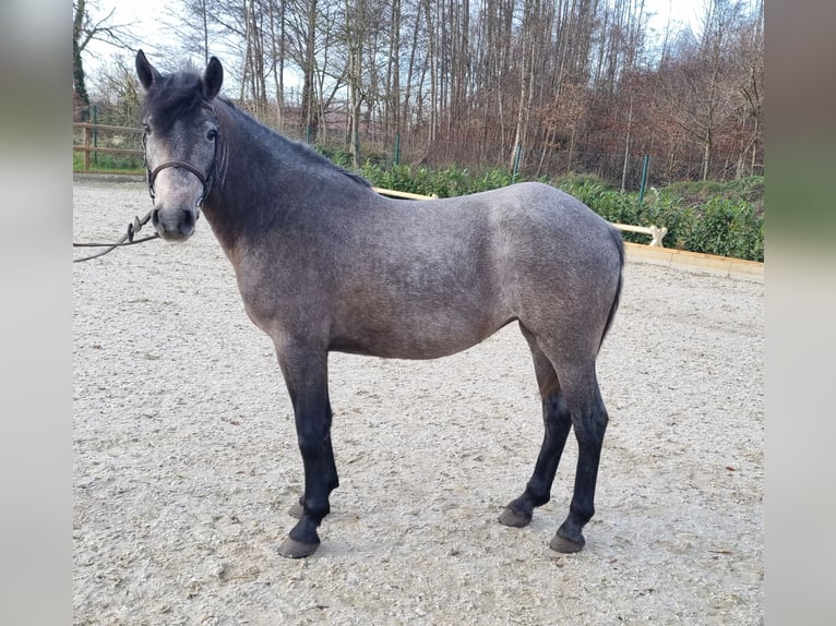 Más ponis/caballos pequeños Yegua 4 años 150 cm Tordo in Wettrup