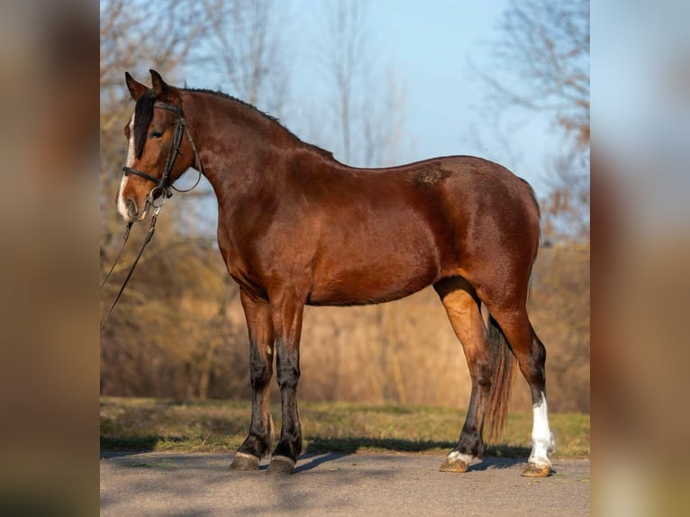 Más ponis/caballos pequeños Yegua 4 años 153 cm in Deggendorf