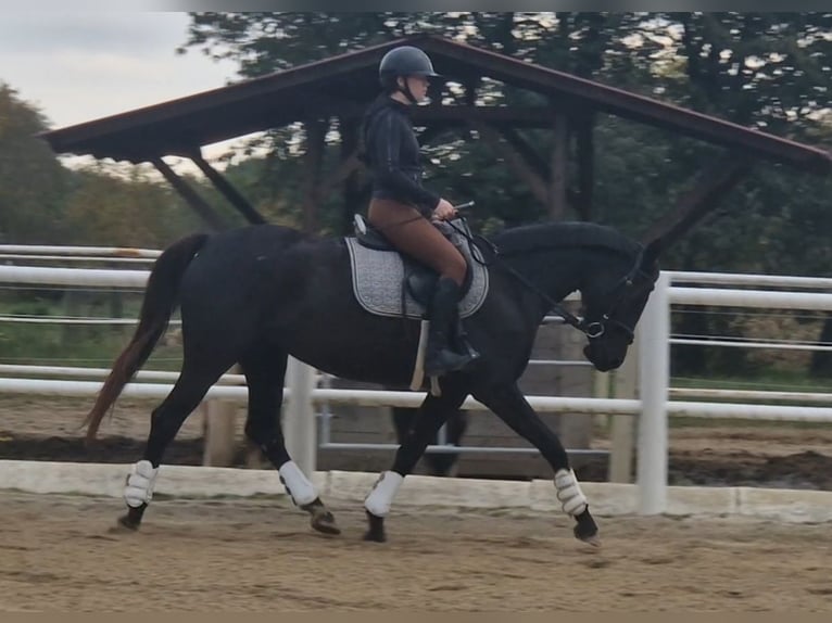 Más ponis/caballos pequeños Yegua 4 años 153 cm Morcillo in Strass im Strassertal