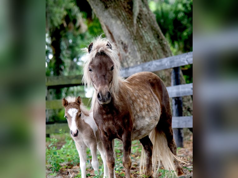 Más ponis/caballos pequeños Yegua 4 años 79 cm in Ocala