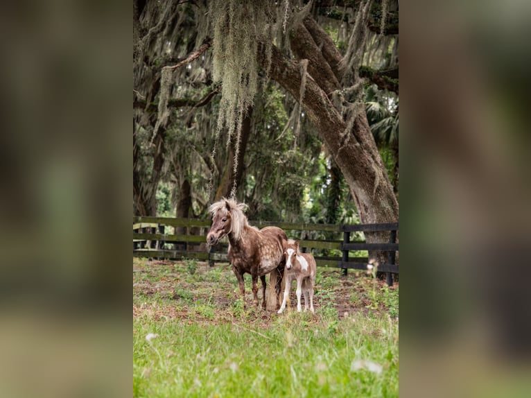 Más ponis/caballos pequeños Yegua 4 años 79 cm in Ocala