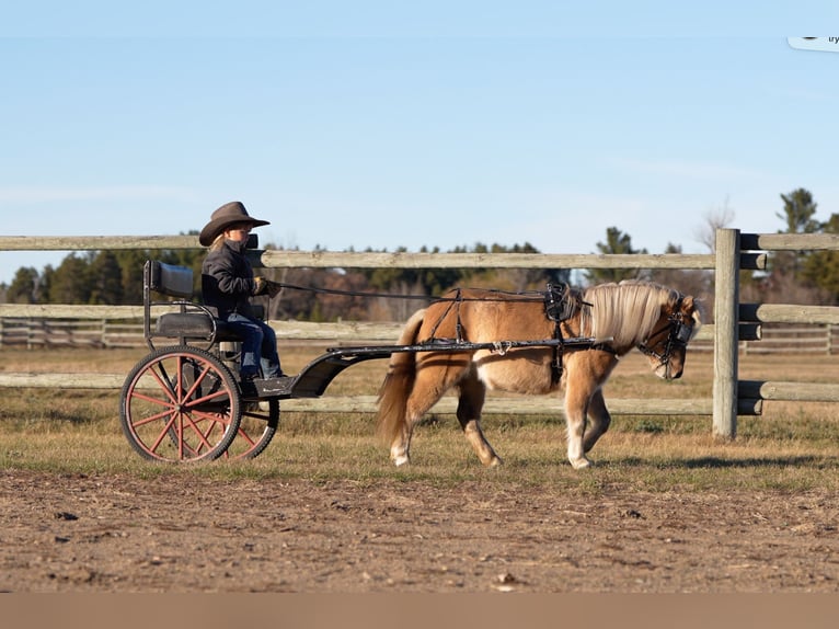 Más ponis/caballos pequeños Yegua 4 años 97 cm Bayo in Nevis, MN