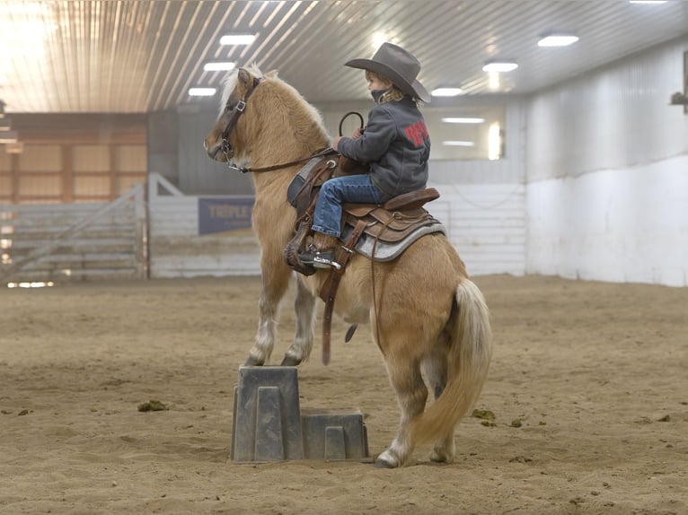 Más ponis/caballos pequeños Yegua 4 años 97 cm Bayo in Nevis, MN