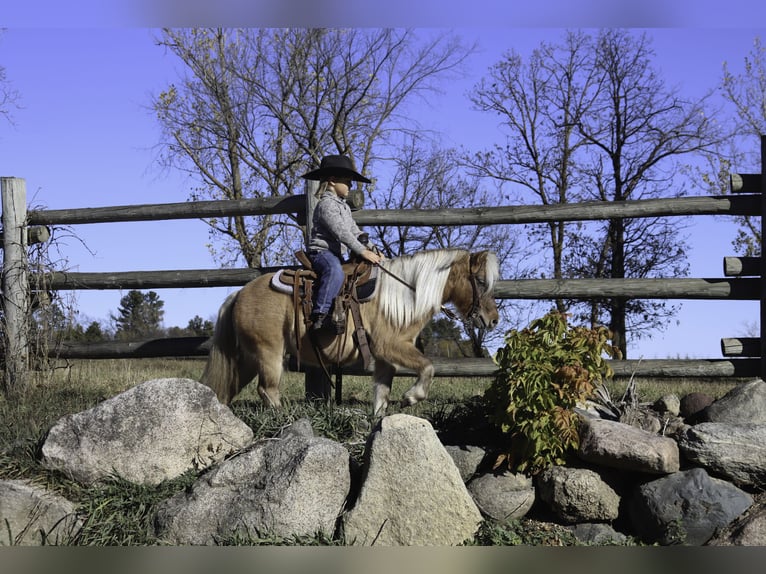 Más ponis/caballos pequeños Yegua 4 años 97 cm Bayo in Nevis, MN