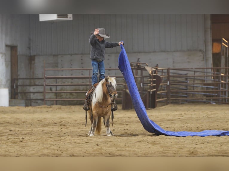 Más ponis/caballos pequeños Yegua 4 años 97 cm Bayo in Nevis, MN