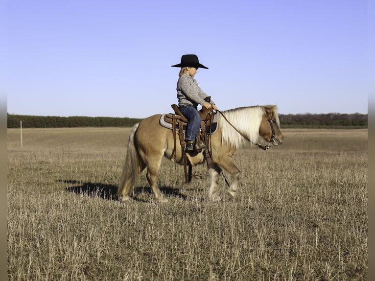 Más ponis/caballos pequeños Yegua 4 años 97 cm Bayo in Nevis, MN