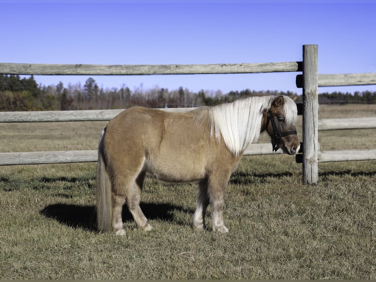 Más ponis/caballos pequeños Yegua 4 años 97 cm Bayo in Nevis, MN