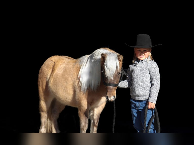 Más ponis/caballos pequeños Yegua 4 años 97 cm Bayo in Nevis, MN