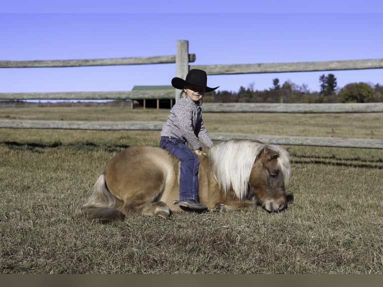 Más ponis/caballos pequeños Yegua 4 años 97 cm Bayo in Nevis, MN