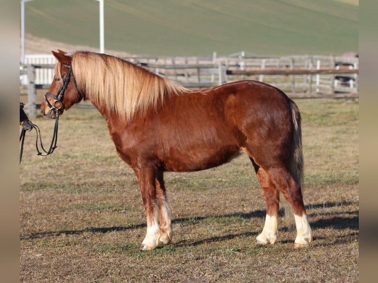 Más ponis/caballos pequeños Yegua 5 años 135 cm Alazán in Rechnitz