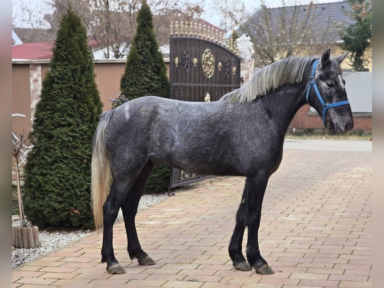 Más ponis/caballos pequeños Yegua 5 años 143 cm in Deggendorf