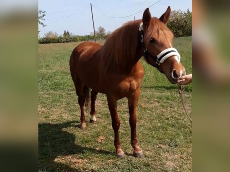 Más ponis/caballos pequeños Yegua 5 años 145 cm Alazán in Deggendorf