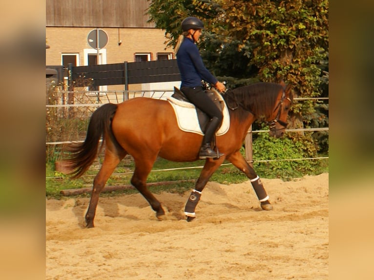 Más ponis/caballos pequeños Yegua 5 años 145 cm Castaño in Velpke