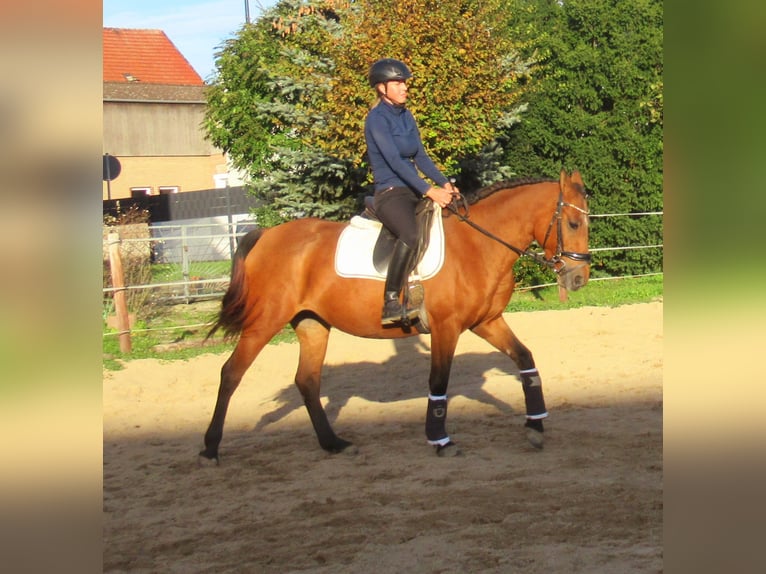 Más ponis/caballos pequeños Yegua 5 años 145 cm Castaño in Velpke