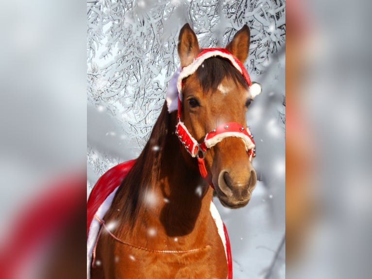 Más ponis/caballos pequeños Yegua 5 años 145 cm Castaño in Velpke