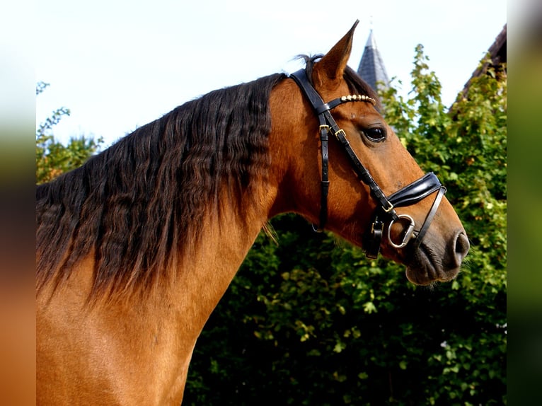 Más ponis/caballos pequeños Yegua 5 años 145 cm Castaño in Velpke