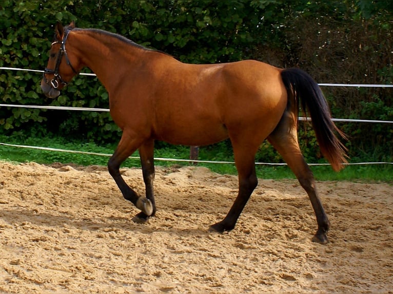 Más ponis/caballos pequeños Yegua 5 años 145 cm Castaño in Velpke