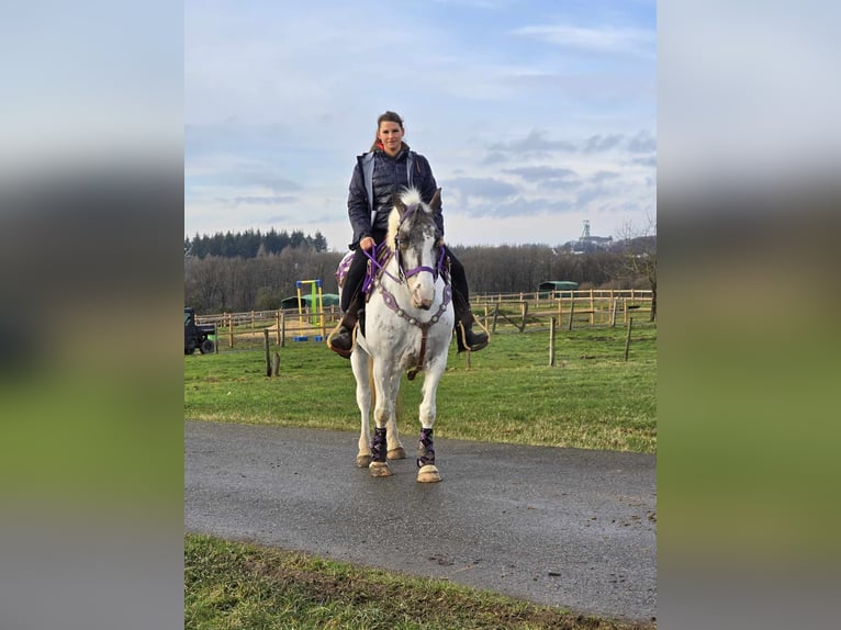 Más ponis/caballos pequeños Yegua 5 años 146 cm Pío in Linkenbach