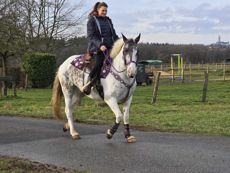 Más ponis/caballos pequeños Yegua 5 años 146 cm Pío in Linkenbach