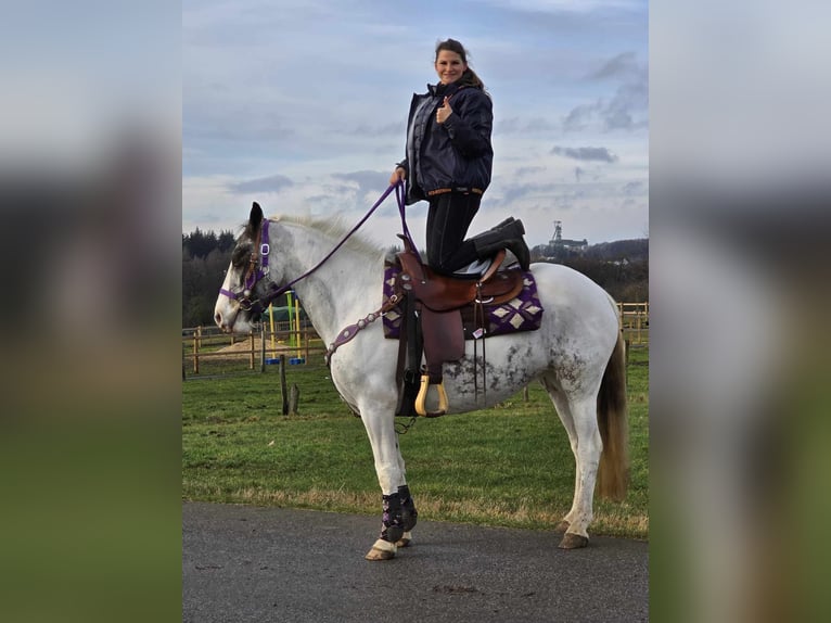 Más ponis/caballos pequeños Yegua 5 años 146 cm Pío in Linkenbach