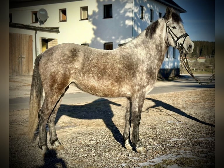 Más ponis/caballos pequeños Yegua 5 años 146 cm Tordo rodado in Pelmberg