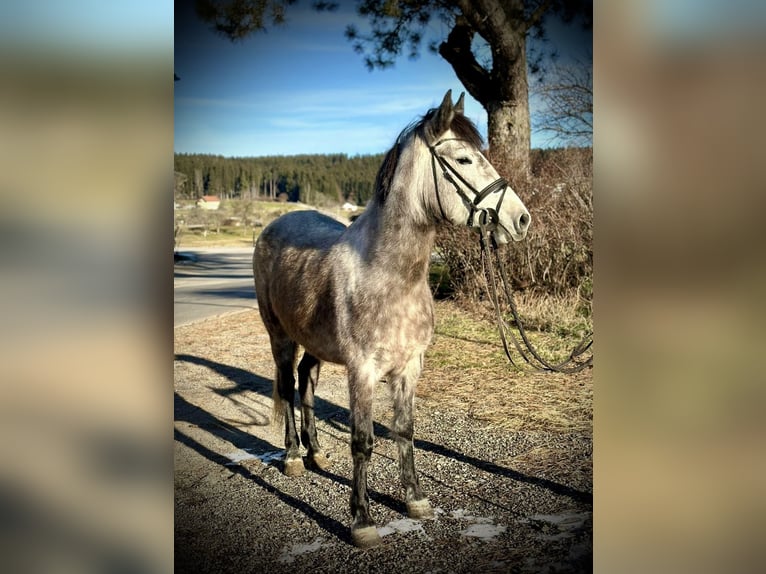 Más ponis/caballos pequeños Yegua 5 años 146 cm Tordo rodado in Pelmberg