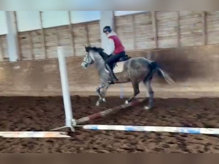 Más ponis/caballos pequeños Yegua 5 años 146 cm Tordo rodado in Pelmberg