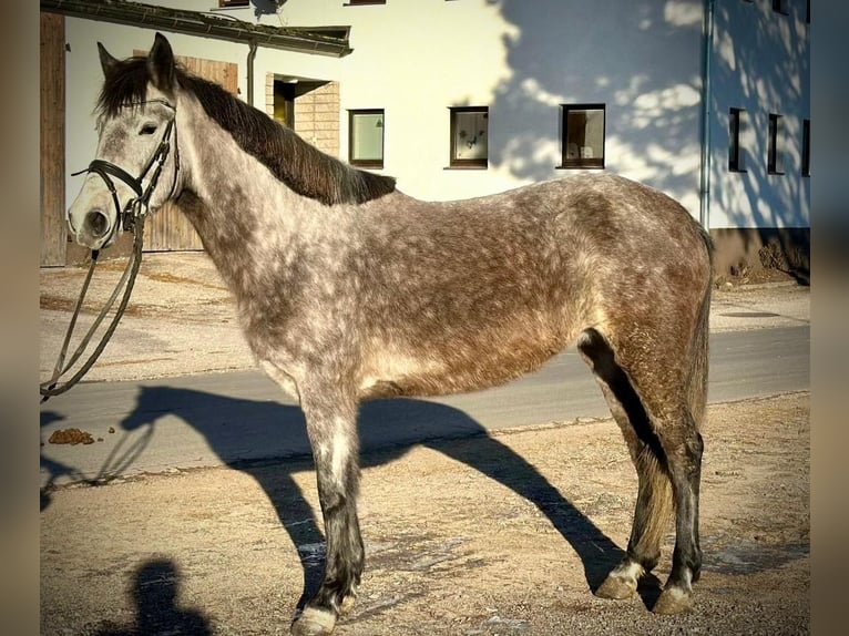 Más ponis/caballos pequeños Yegua 5 años 146 cm Tordo rodado in Pelmberg