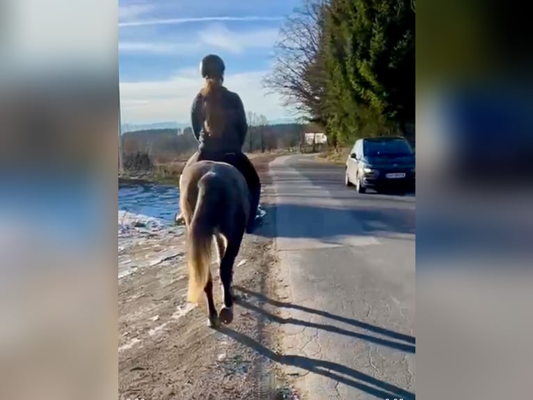 Más ponis/caballos pequeños Yegua 5 años 146 cm Tordo rodado in Pelmberg