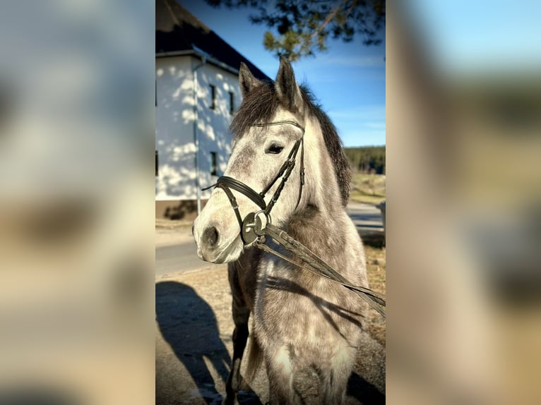 Más ponis/caballos pequeños Yegua 5 años 146 cm Tordo rodado in Pelmberg