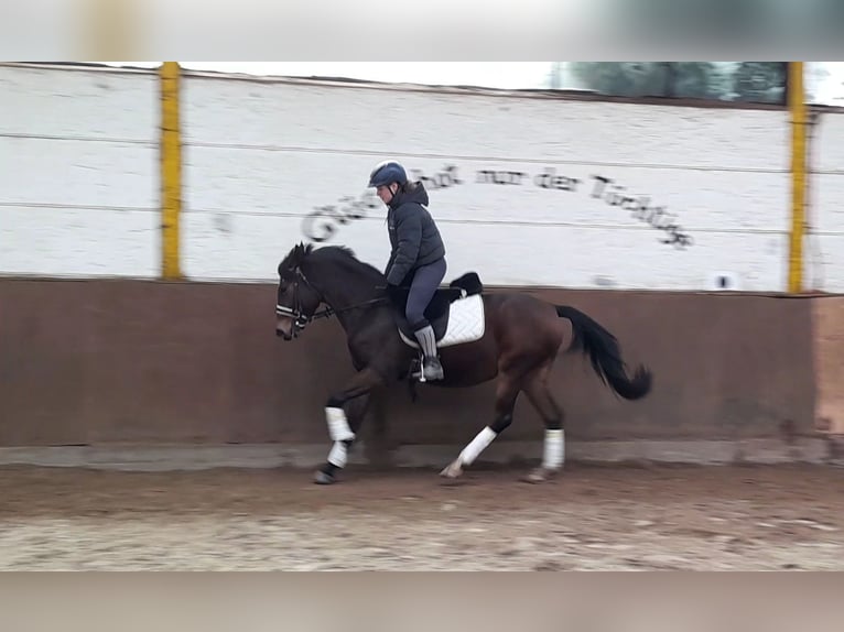 Más ponis/caballos pequeños Yegua 5 años 147 cm Castaño in Braunschweig