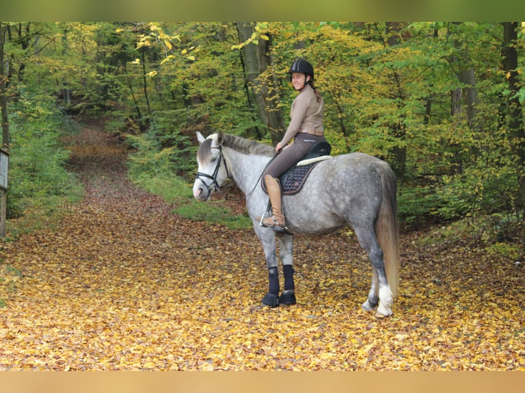 Más ponis/caballos pequeños Yegua 5 años 147 cm Tordo rodado in Magstadt