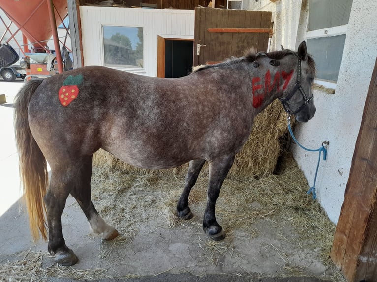 Más ponis/caballos pequeños Yegua 5 años 147 cm Tordo rodado in Magstadt