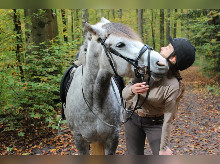 Más ponis/caballos pequeños Yegua 5 años 147 cm Tordo rodado in Magstadt