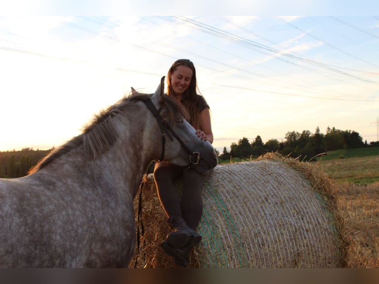 Más ponis/caballos pequeños Yegua 5 años 147 cm Tordo rodado in Magstadt