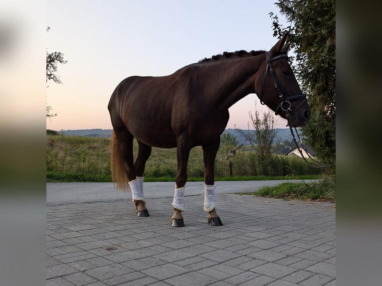 Más ponis/caballos pequeños Yegua 5 años 148 cm Alazán-tostado in Braunfels Tiefenbach