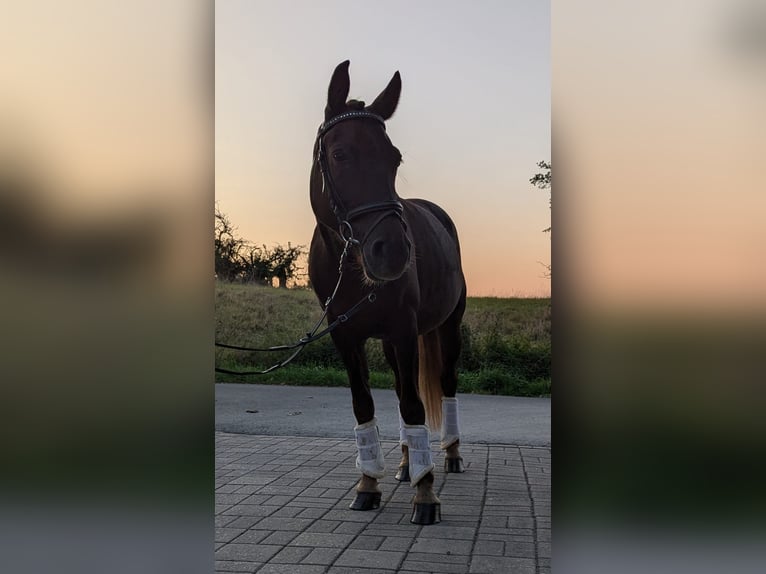 Más ponis/caballos pequeños Yegua 5 años 148 cm Alazán-tostado in Braunfels Tiefenbach