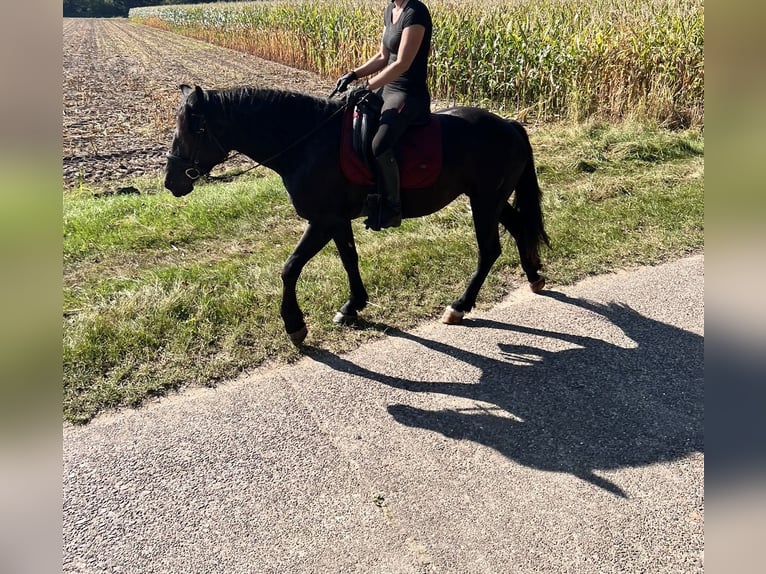 Más ponis/caballos pequeños Mestizo Yegua 5 años 150 cm Negro in Schiffdorf